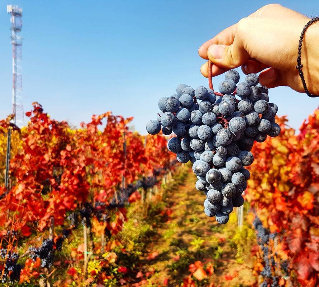 standreawine's tweet photo. Alibernet from the Ferenc-hegy vineyard is already in the cellar too! 🙏🍇 #egerharvest #alibernet #ferenchegyvineyard #grapes #egerwine #ege… https://t.co/Y9qoumYrRf