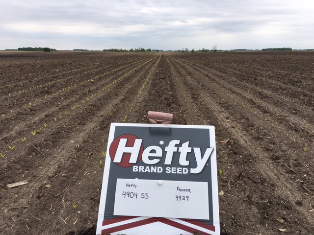 HeftyBrandSeed's tweet photo. Hefty Brand 4904 corn near Hancock, MN shows great emergence vs competitor, resulting in bigger fuller ears at harvest. https://t.co/wG3ur3rmDq