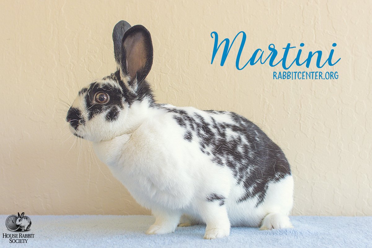 HouseRabbit's tweet image. Congratulations to both Martini and Tifa who found their forever homes over the weekend!  rabbitcenter.org/adopt