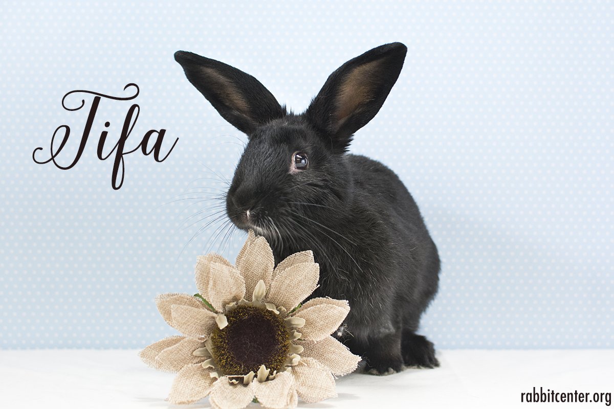 HouseRabbit's tweet image. Congratulations to both Martini and Tifa who found their forever homes over the weekend!  rabbitcenter.org/adopt