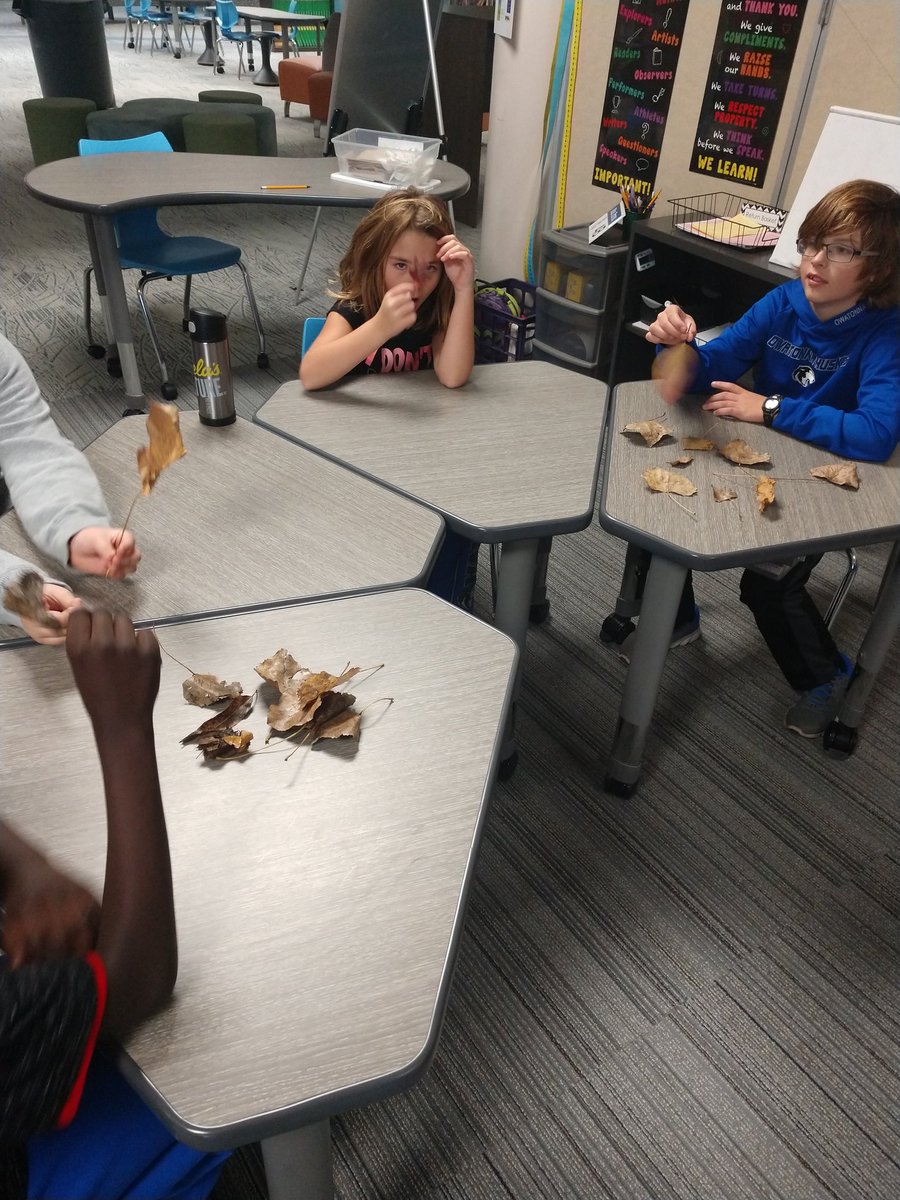 dani_rypka's tweet photo. Tried a new #ecotime game called "Find that Leaf" to jump start our investigation into leaves today in 4B @StemMcKinley @McKinley4th https://t.co/MOXdXZXeda