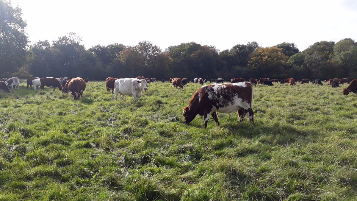 PastureForLife's tweet photo. Major new research to look at Pasture for Life farming and better understand the benefits https://t.co/wobAWbqS1n #scienceiscatchingup https://t.co/COwB6TjJsj