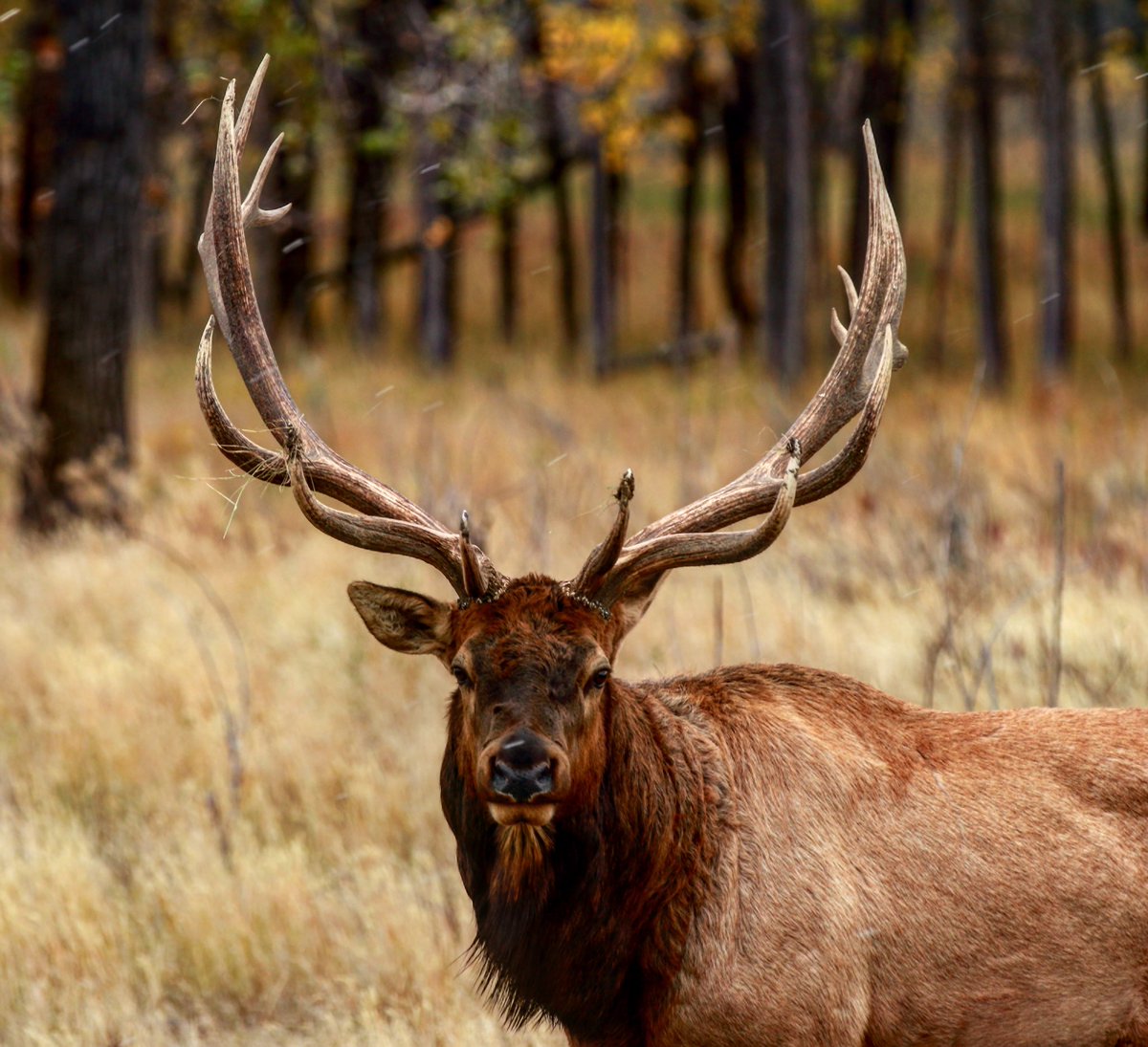 Check out our latest elk film #elkrut #bigbulls #sickforit #livingelkcountry elknetwork.com/livingelkcount…