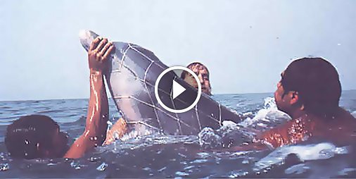 Ils #sauvent un dauphin 🐬 pris au piège dans un filet de pêche 😡 ☛ bit.ly/2hZeP4Y