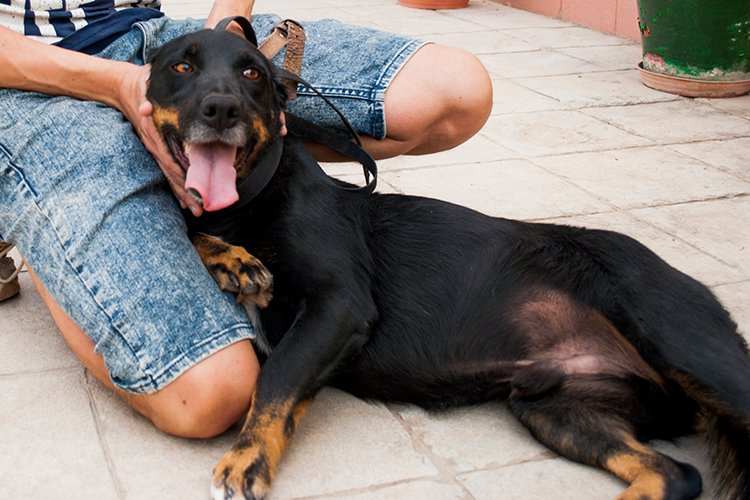 perrosdemalaga's tweet photo. Estos dos negritos nos tienen locos... Anka y Bilbo son puro amor, ¿nos ayudas a buscarles hogar? https://t.co/RUAycY5OFZ #adoptamalaga https://t.co/H10lSRAUQf
