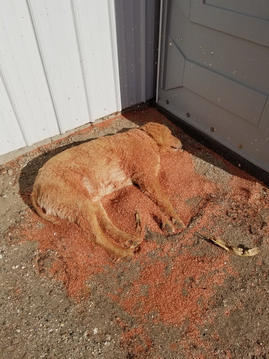 AAFarms71's tweet photo. You would think the dog could find a better place to take a nap! #harvest17 #beeswings https://t.co/oRoVlxlSJe