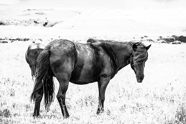 bycswhite's tweet photo. New artwork for sale! - "Icelandic Horses Black-and-White Series - No. 2" - https://t.co/2eT9yxt4t4 @fineartamerica https://t.co/gQu0rorFwG