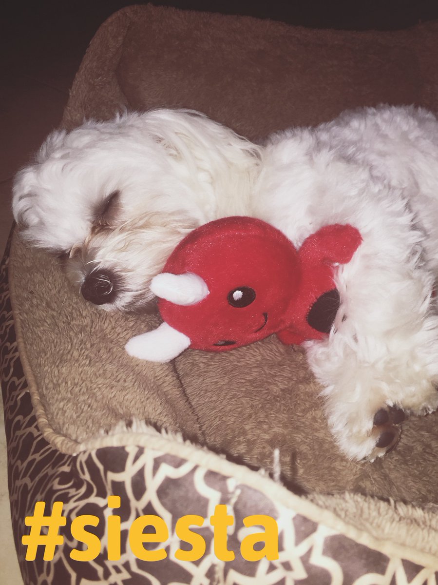 77reboot's tweet photo. #apicturesaysa1000words #henry #littledevil #😈 https://t.co/7DcMgc94H2