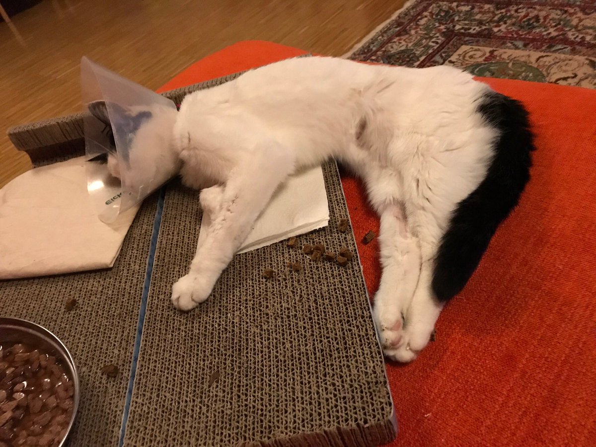 Endlich konnte ich mich mal wieder putzen! Dieser Kragen über 11 Tage war schrecklich!