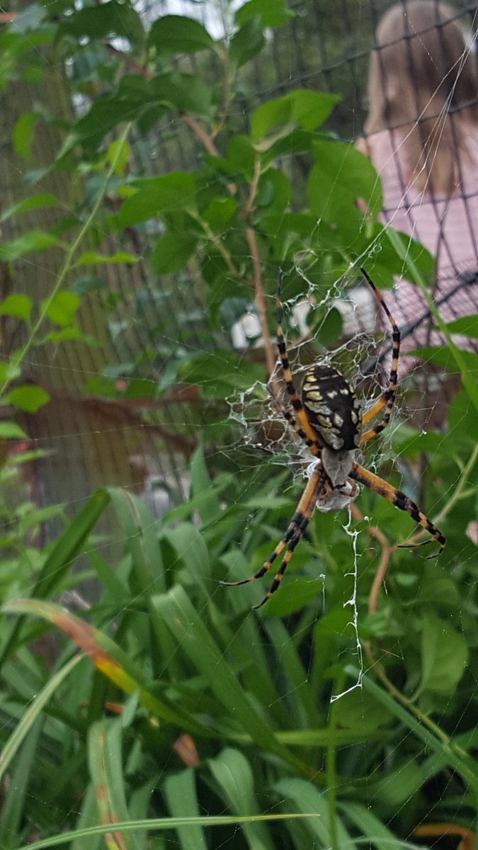Wood2ndgrade's tweet photo. Its that time of year where we learn all about our friendly spiders! What better way than to kick it off in our school garden? 🕷🕸 https://t.co/vxINrSer70