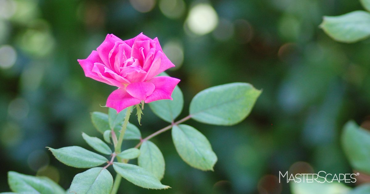 TheMasterScapes's tweet photo. Enjoy the beauty of life outdoors. #LandscapeForLife https://t.co/HqGVSEyLTZ