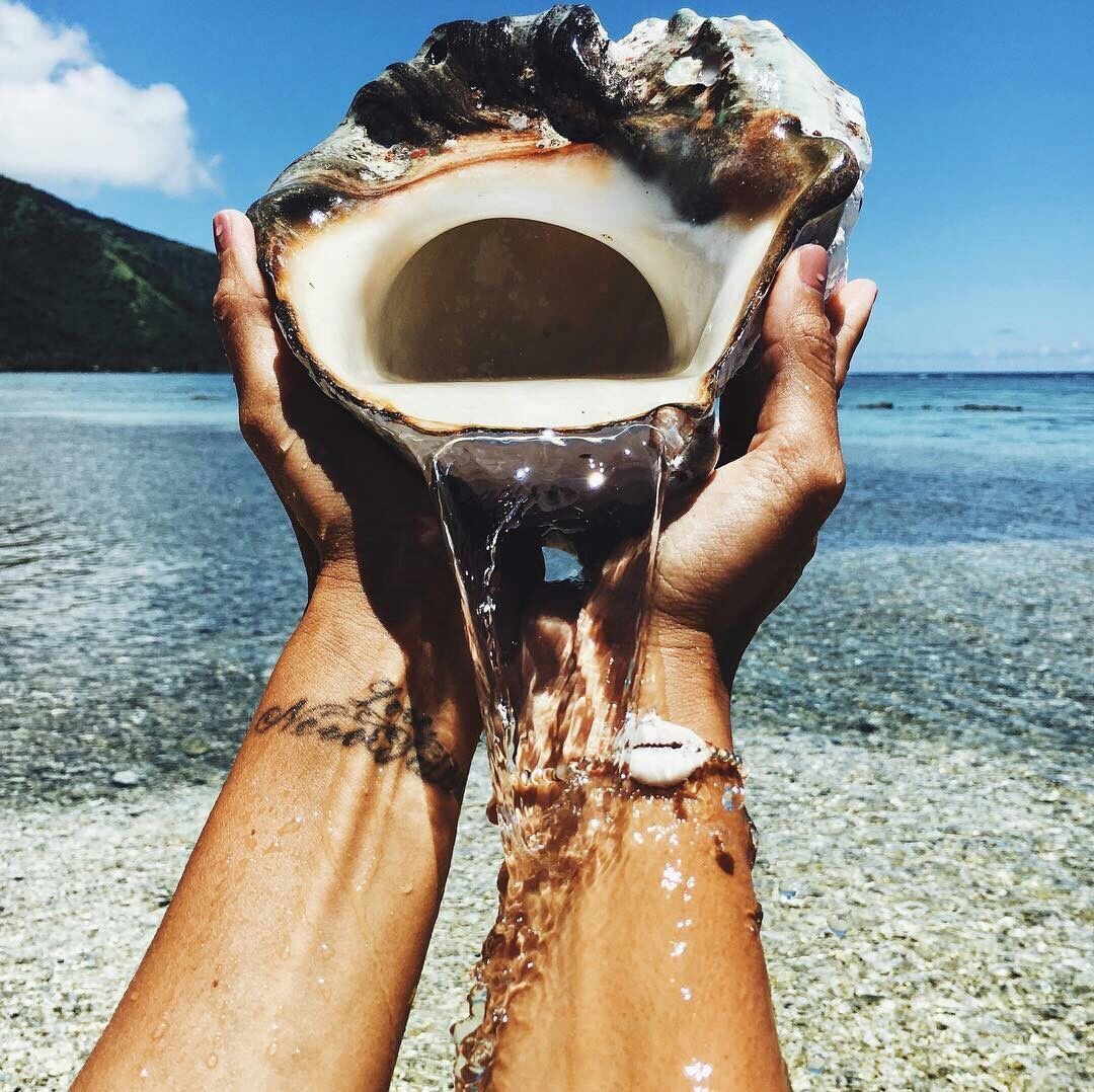 Explorepics_'s tweet image. 🐚