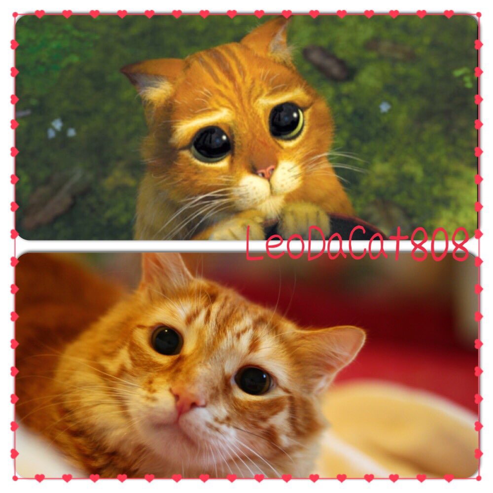 LeoDaCat808's tweet photo. #ねこ #猫 #ネコ #レオ #leo #leonardo #leodacat #leodacat808 #leothecat #leothecat808 #hawaiiancat #hawaiiankitty #cat #kitty #MeowMonday https://t.co/7fCekCYbGW