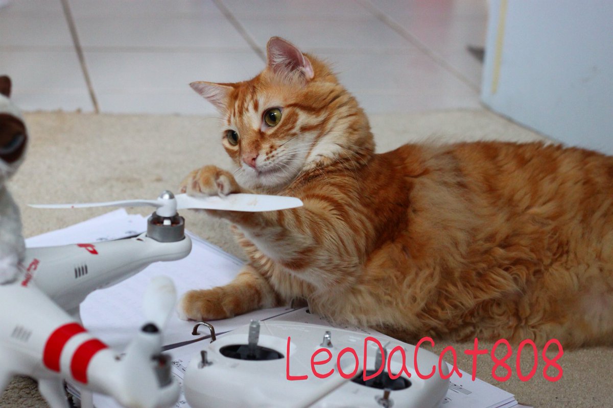LeoDaCat808's tweet photo. #ねこ #猫 #ネコ #レオ #leo #leonardo #leodacat #leodacat808 #leothecat #leothecat808 #hawaiiancat #hawaiiankitty #cat #kitty #MeowMonday https://t.co/7fCekCYbGW