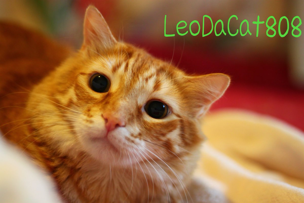 LeoDaCat808's tweet photo. #ねこ #猫 #ネコ #レオ #leo #leonardo #leodacat #leodacat808 #leothecat #leothecat808 #hawaiiancat #hawaiiankitty #cat #kitty #MeowMonday https://t.co/7fCekCYbGW