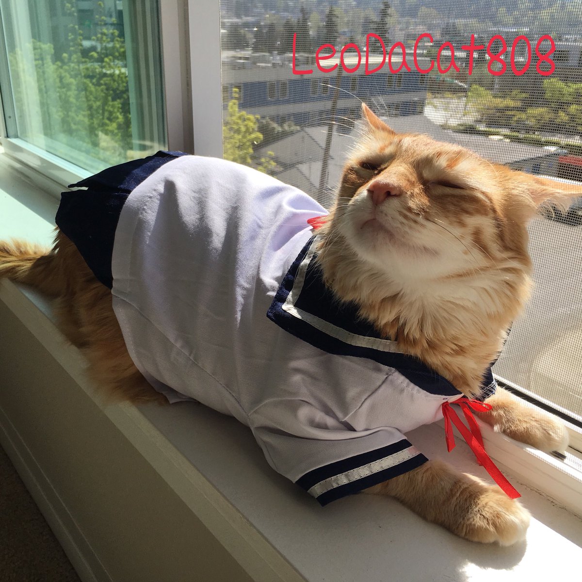 LeoDaCat808's tweet photo. #ねこ #猫 #ネコ #レオ #leo #leonardo #leodacat #leodacat808 #leothecat #leothecat808 #hawaiiancat #hawaiiankitty #cat #kitty #MeowMonday https://t.co/7fCekCYbGW