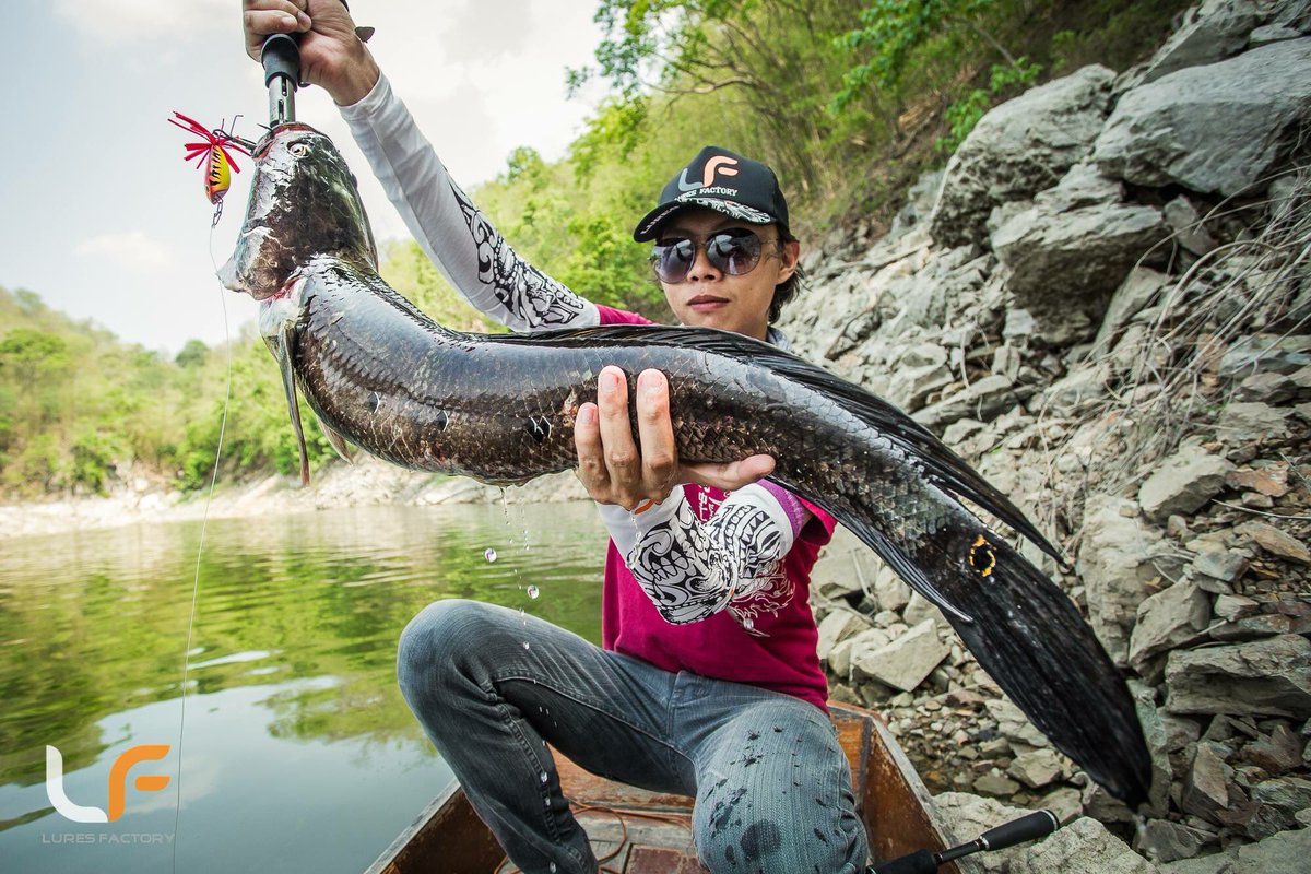 Megafroxusa's tweet photo. Here's another one caught with the Lets Go V2 in Orange, this time a serpentine Bullseye Snakehead over in Asia! #bullseye #snakehead #fish https://t.co/cz5Y2NR3av