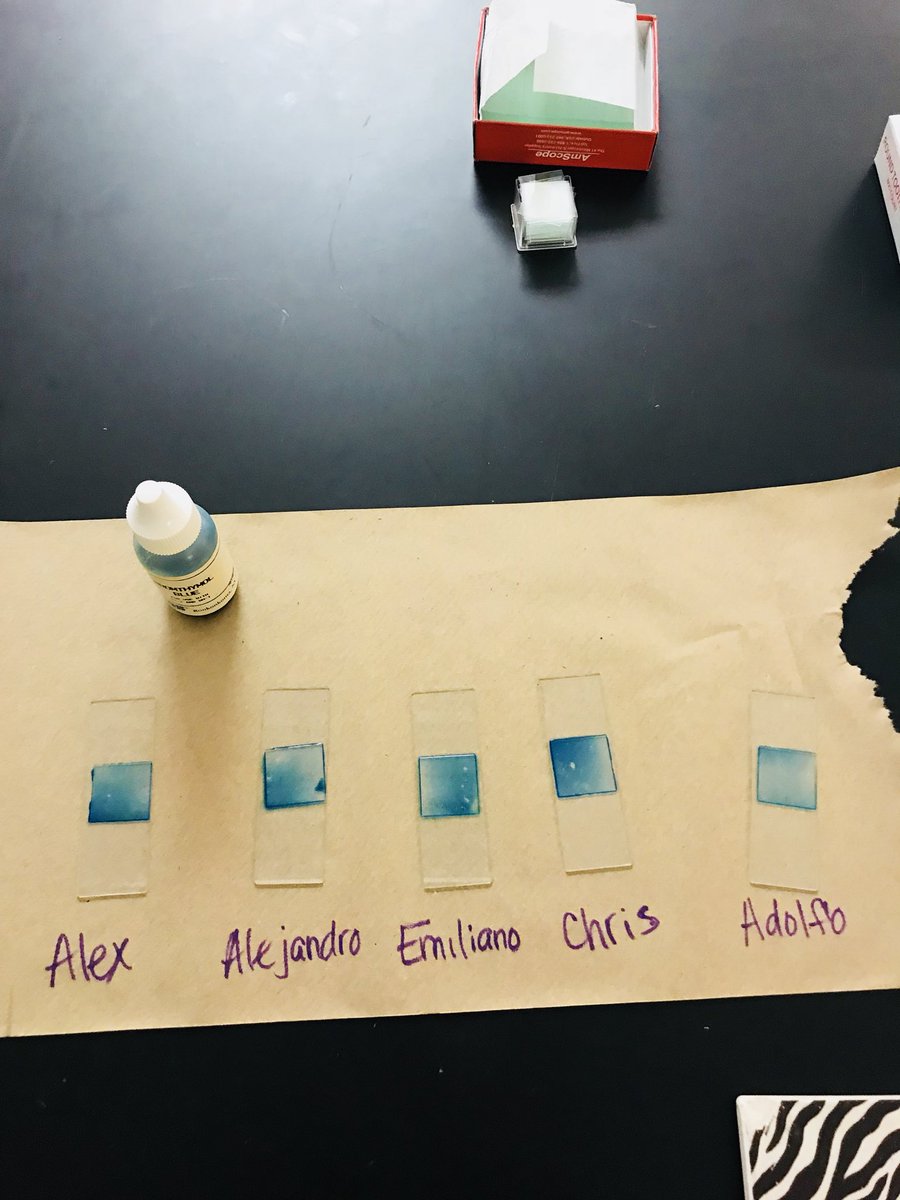 educatephillips's tweet photo. The staple in cell lab investigations. Cheek Cells stained with Bromothymol Blue. #CELLSLAB #MICROSCOPEPRACTICE #FRESHMEN #PREAPBIOLOGY 🔬🔬🔬 https://t.co/dNENLy9lut