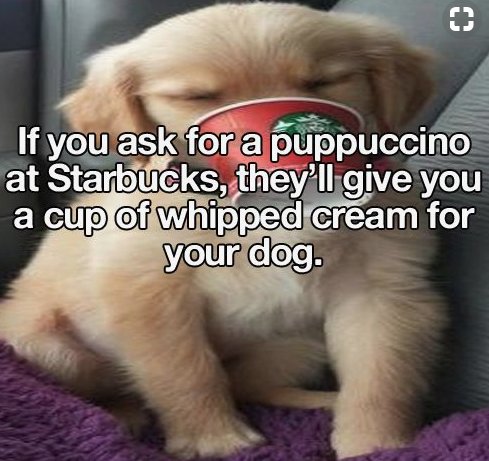 mile_stock's tweet image. #PetHack