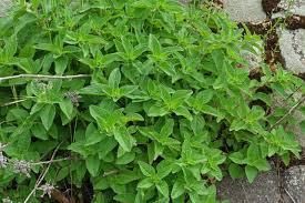 Naturlichanders's tweet photo. It's one of the most famous #herbs in the mediterranean area. Learn more about oregano and follow the recipe >> https://t.co/xmYVVAqS4z https://t.co/LaKAJqhgOh