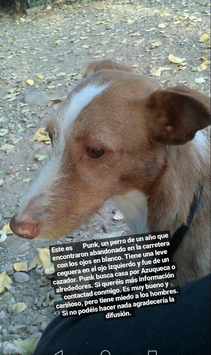 Lakrabra's tweet image. El Punk busca hogar! 
Se agradece la difusión!