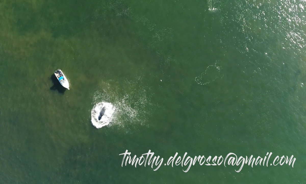 Video: Incredible Drone Footage of Feeding Humpback Whales off Long Beach - tinyurl.com/y88vcq5l <a href="/nypost/">New York Post</a> <a href="/nytphoto/">NYT Photo</a> <a href="/gothamist/">Gothamist</a> <a href="/airvuz/">AirVūz</a>