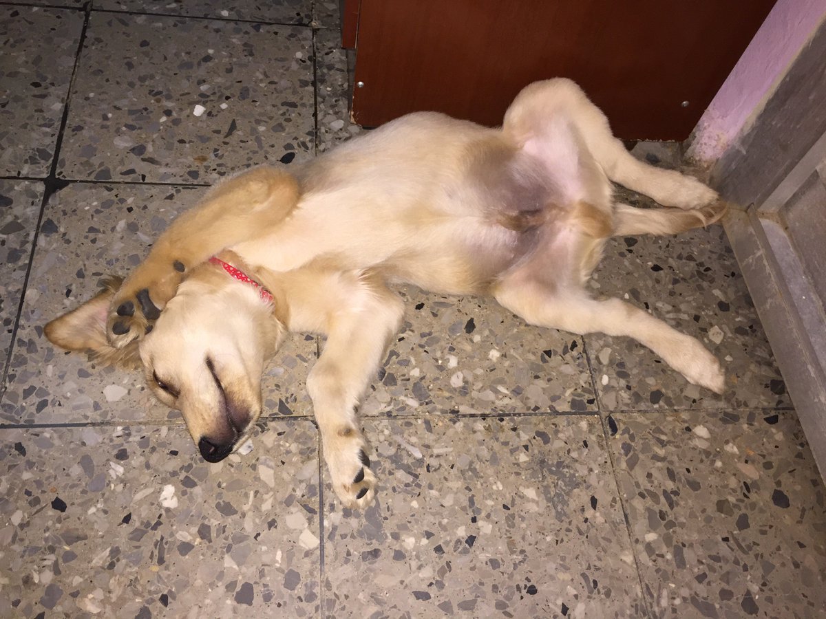 glebfg's tweet photo. He knows how to live!! 😆 
#ThisIsLife https://t.co/JK7006jLFq