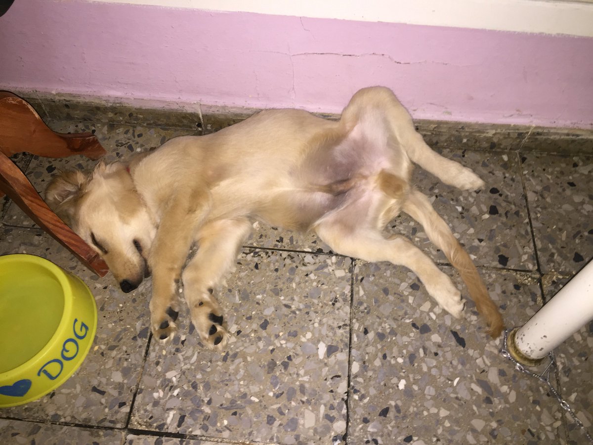glebfg's tweet photo. He knows how to live!! 😆 
#ThisIsLife https://t.co/JK7006jLFq