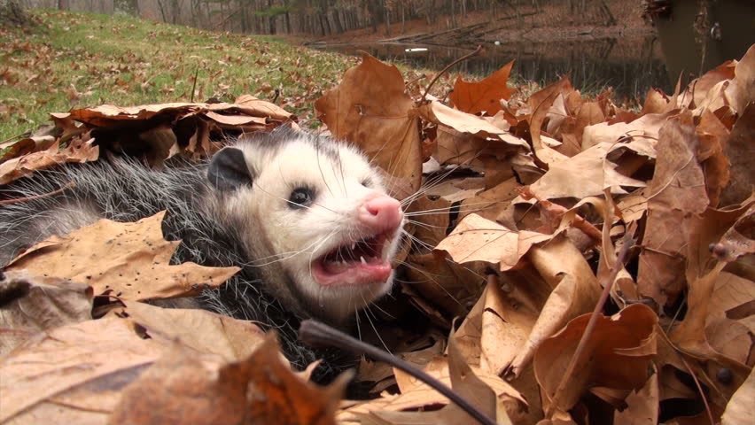 Princessofwifi's tweet photo. when you're just trying to enjoy the fall but anxiety and depression keep creeping in https://t.co/XBshX3QrG5