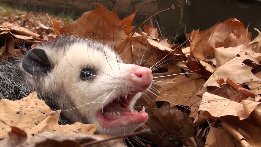 Princessofwifi's tweet photo. when you're just trying to enjoy the fall but anxiety and depression keep creeping in https://t.co/XBshX3QrG5