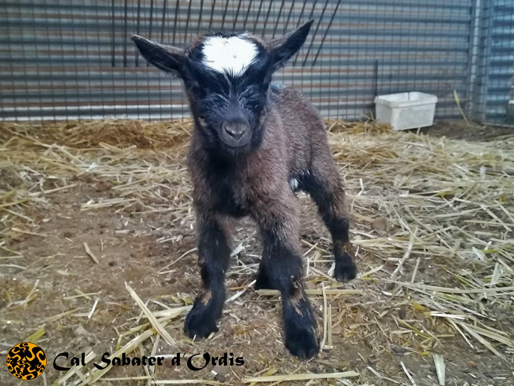 calsabater's tweet photo. Aquesta tarda ha nascut una cabra #calsabaterdordis!Esta tarde ha nacido esta cabra en casa!This afternoon has born a goat at home!#newborn https://t.co/FnuO6k1ATt