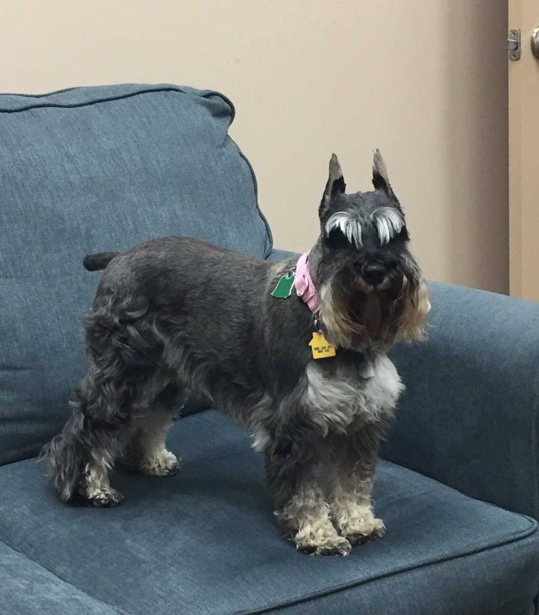 PPMofMD's tweet photo. Meet Gretchen, our new intern 💗 #CPR #FirstResponder #FURstResponder #dogsoftwitter https://t.co/3XiJ2KMokC