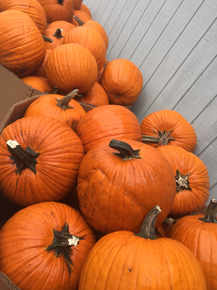 fernhilloak's tweet photo. It’s the Great Pumpkins! Ready to carve this week at Fern Hill! 🎃 https://t.co/gHI86c5Rgr