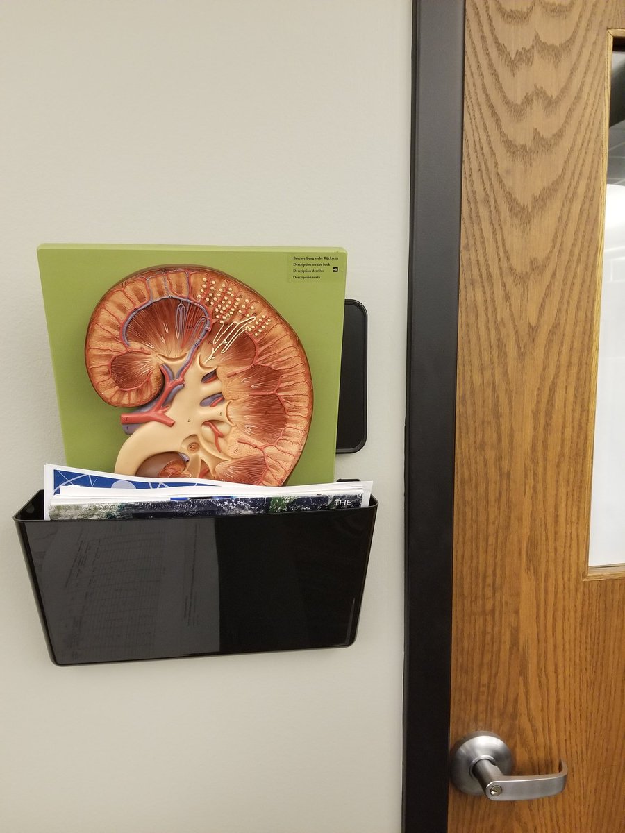 SanfordPROMISE's tweet image. An #educator&apos;s #mailbox always holds interesting finds... #kidneymodel