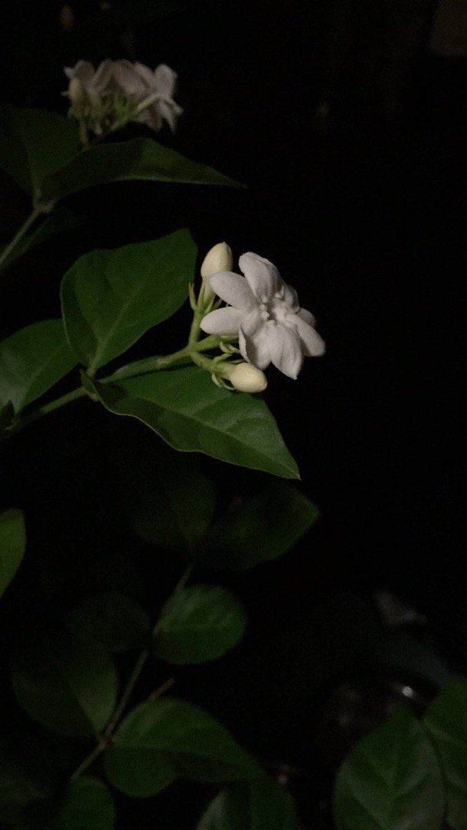 TheJermSpreader's tweet photo. I'm more beautiful than this flower #Teamarroyerrr #mrpi2017 https://t.co/zYsvGHqVcf