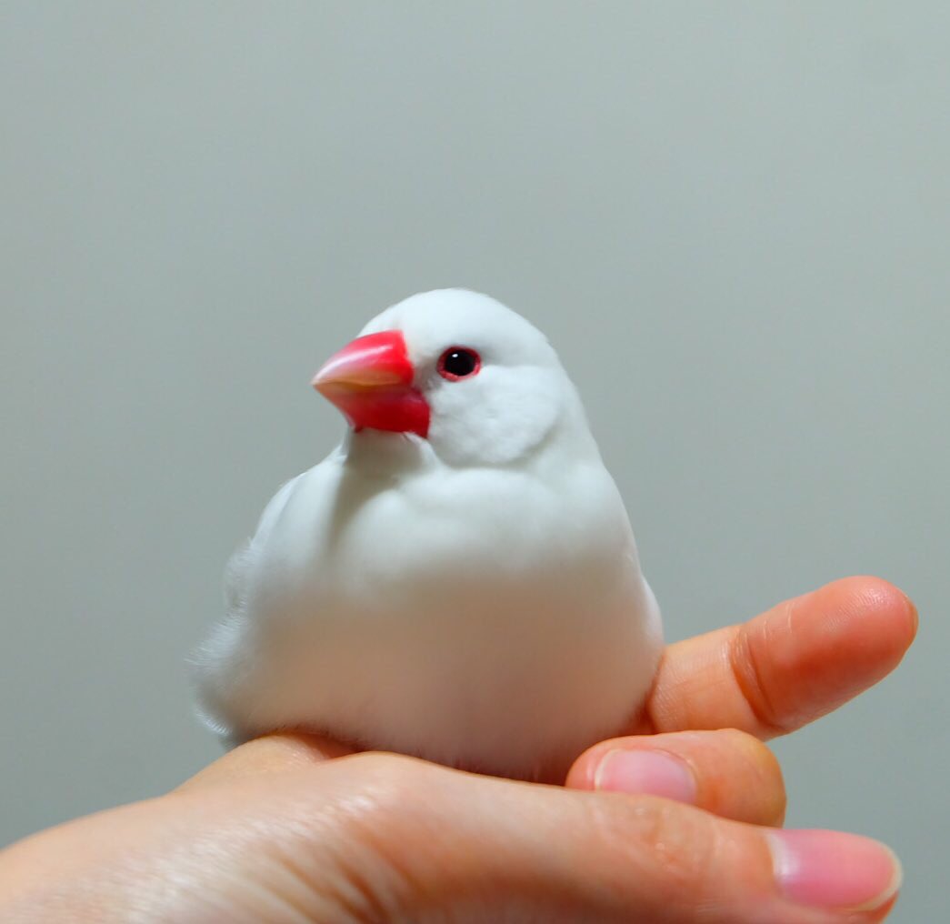 √ダウンロード 文鳥 てのり 226919文鳥 手乗り 販売 foodjpgazo