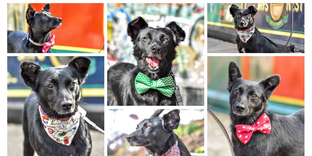 TheDogvine's tweet photo. ON THE BLOG | Faith, The Romanian Street Dog Looking For Love https://t.co/R1hVwKkw10 Pls lend a paw to find Faith a home! #AdoptDontShop https://t.co/Ai68P8NA5f