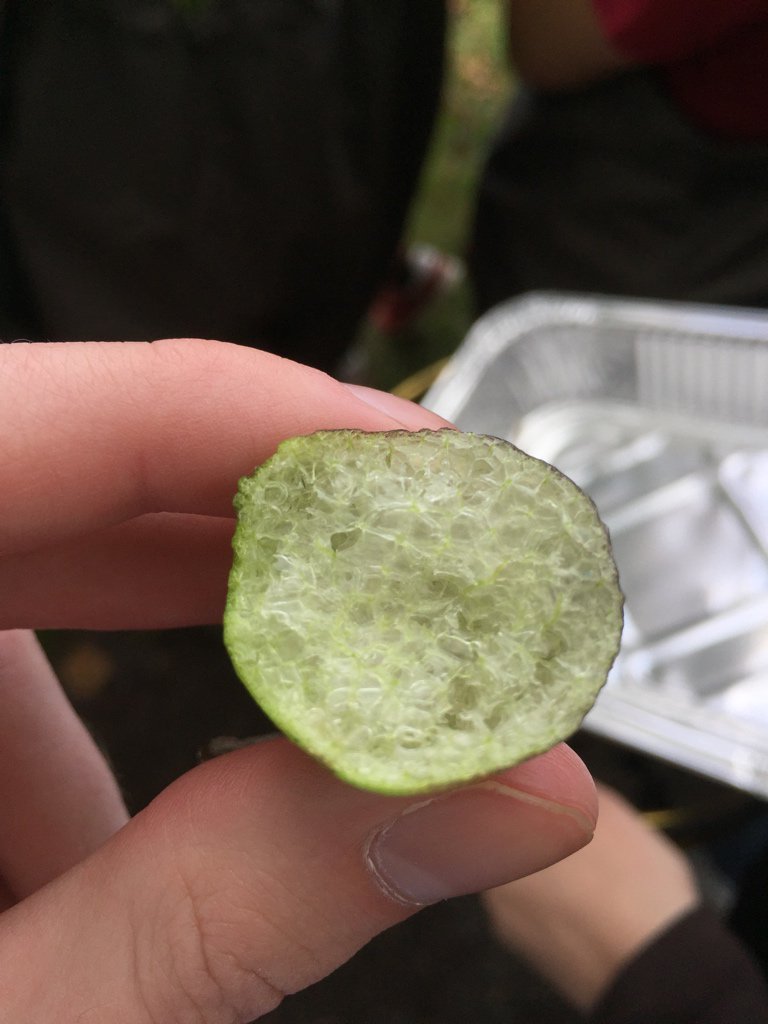 MaxUrban_EES28's tweet photo. Wading in Saucon River / Styrofoam-like interior of water lettuce buds #ees152 https://t.co/cLWK64zHDm
