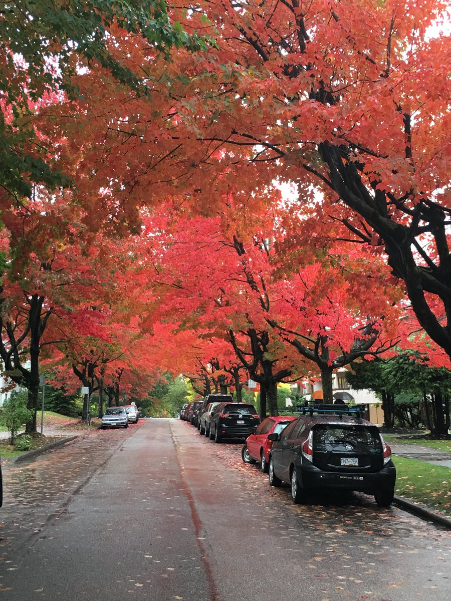 Byron_Mann's tweet photo. I turned a corner and saw this street. Pretty, huh? #VancouverInFall. https://t.co/TWNIuulJz2