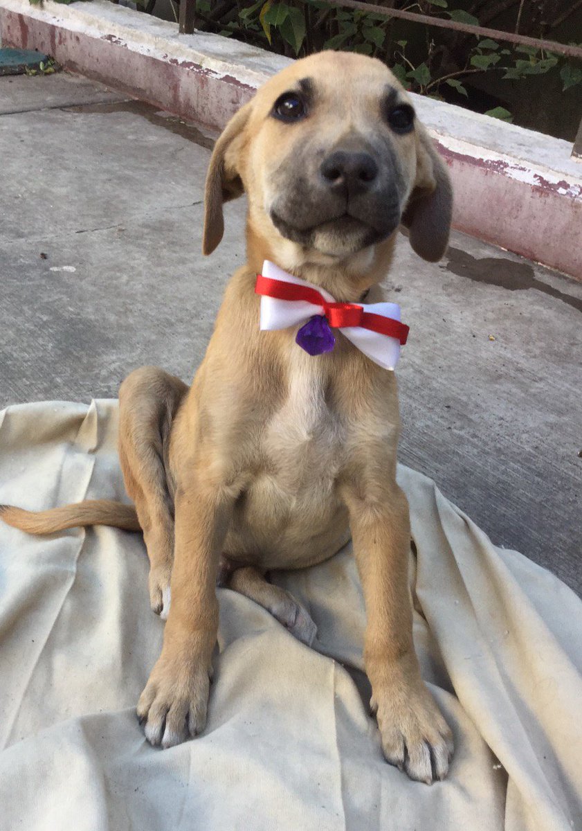 MarianimaLOVERS's tweet photo. Nos piden Difundir contacto cel 5522547566 Urge Adopción o Temporal Cachorro 3 meses Cdmx edomex RTpls @JerrxG13 @MascotasSismo @EsEstra https://t.co/tcJMvn3E5T