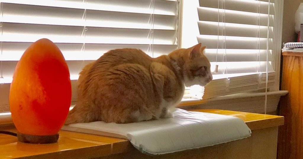 martinezpetz's tweet photo. I called her salty. We aren’t speaking right now.. #pun #bad #cat #cats #animals #animal #instaanimal #cute #catlover #catstagram #catofth… https://t.co/sUOolC5wWt