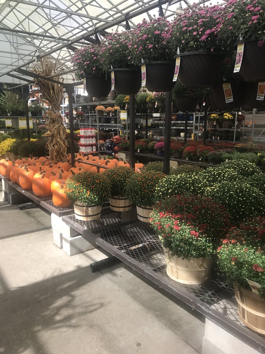 pattyjeffre1's tweet photo. Pumpkin-palooza 🎃🎃🎃 #Halloween #October2017 #pumpkinoverload https://t.co/SBpokQlwfX