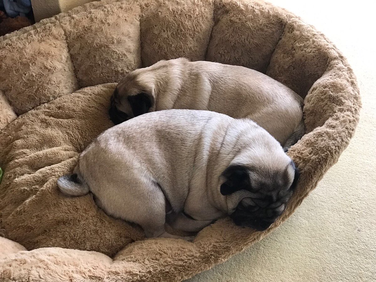 SpankandLish's tweet photo. Lish taking an opportunity to catch some zzzzzzzzzzzzz https://t.co/2Pqti0VKED