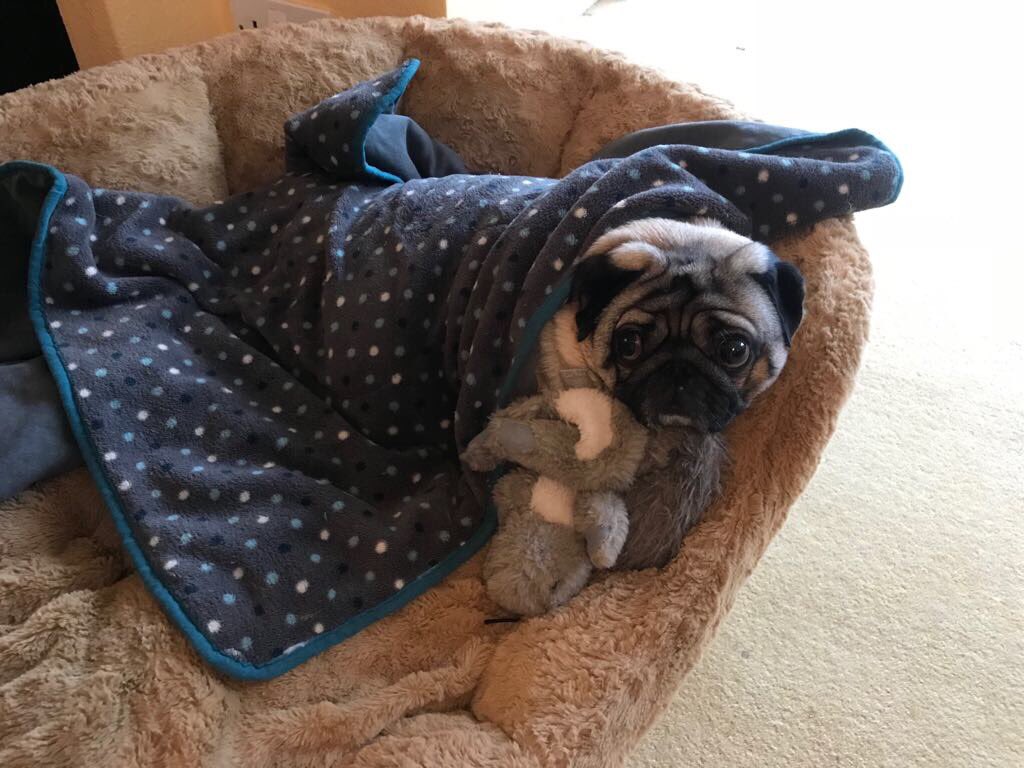 SpankandLish's tweet photo. Lish taking an opportunity to catch some zzzzzzzzzzzzz https://t.co/2Pqti0VKED