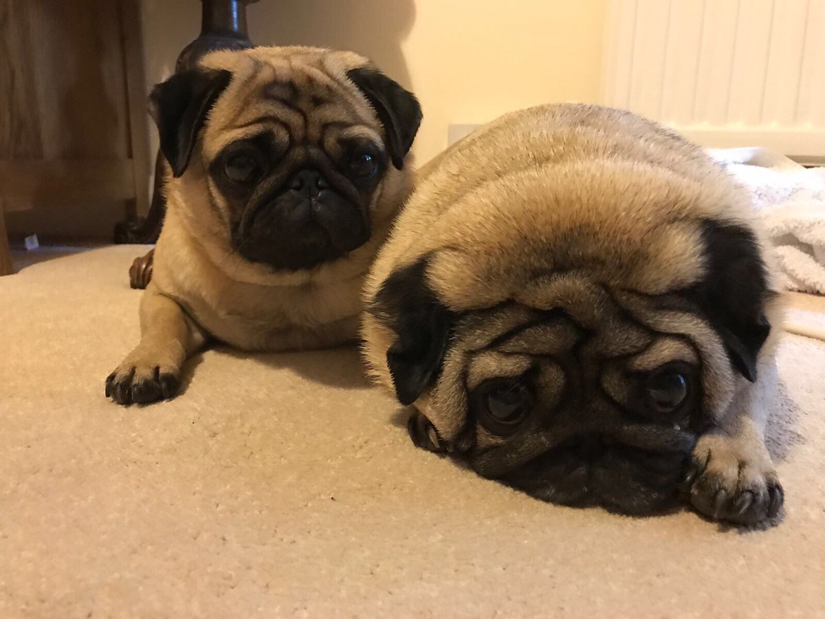SpankandLish's tweet photo. Doing what we do best #puglove #sleep #spank https://t.co/5mjlvb6dtw