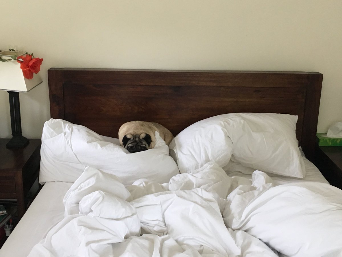 SpankandLish's tweet photo. Doing what we do best #puglove #sleep #spank https://t.co/5mjlvb6dtw