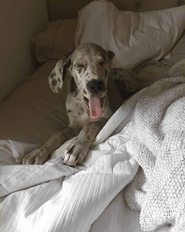 DanesofIG's tweet photo. #iwokeuplikethis all i do is sleep😍 #PuppyMonday 📷: @honeythegreatdane https://t.co/y49JwhUe0x