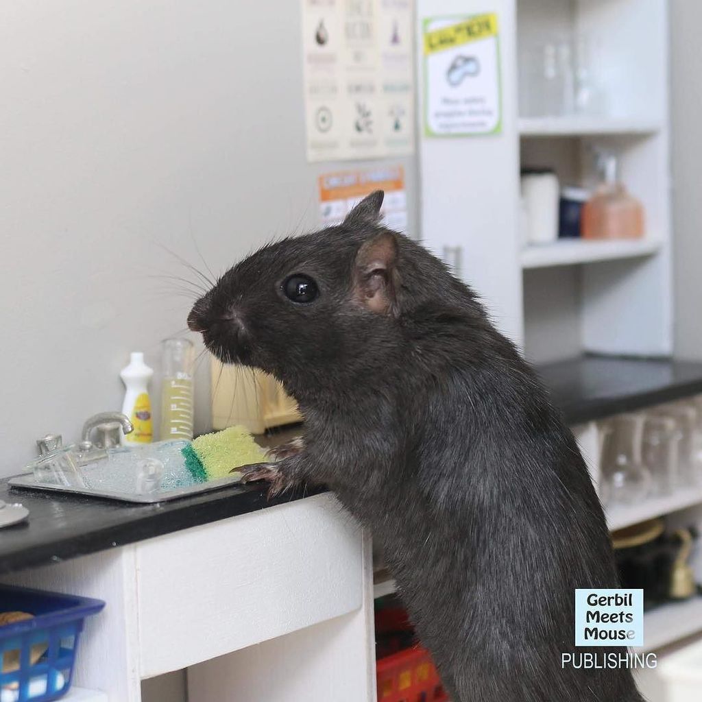 GerbMeetsMouse's tweet photo. Tidying up after science class! #gerbil #dollhouse #rement #school #science #scienceclass #miniatures #hamster #ge… https://t.co/19FkNv3VOg https://t.co/wnPCBCNaRM