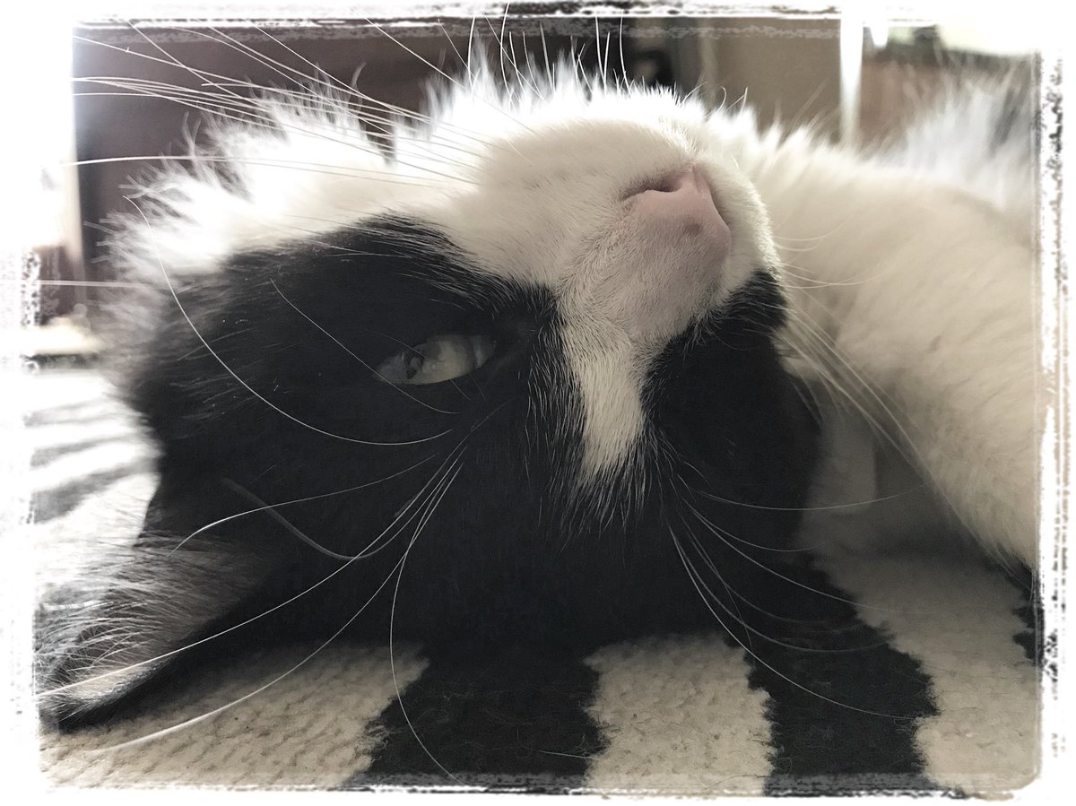 mavericktux's tweet photo. Being cute for Meowmy 😻 #meowmonday #meowmodel #catmodel #tuxedocat #blackandwhite #mygreatcat #ilovemycat #acatslife #catsoftwitter https://t.co/VAiL95pAIa