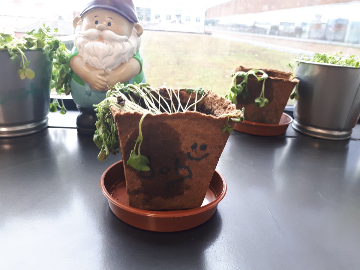 karenwhite's tweet photo. Poor bob didn't survive the weekend. 😓 #GreenerTwitter https://t.co/7P7ZPYVEgL